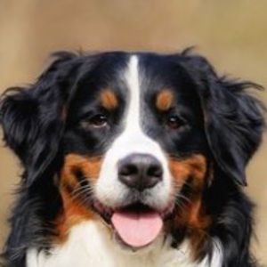 Meet your Posher, Declan